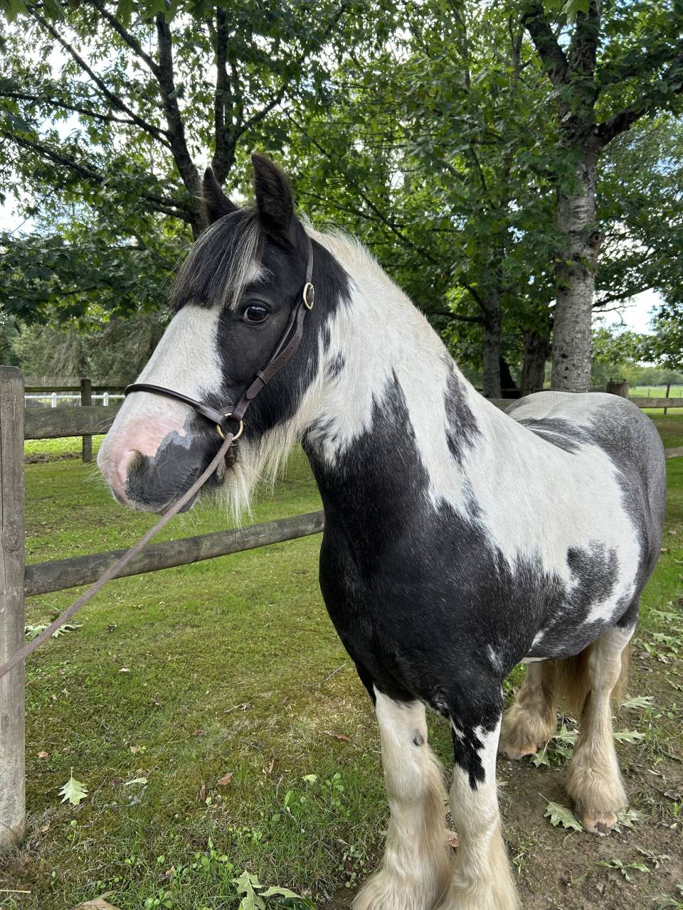 Ruin Ras onbekend Te koop 2015 Bont