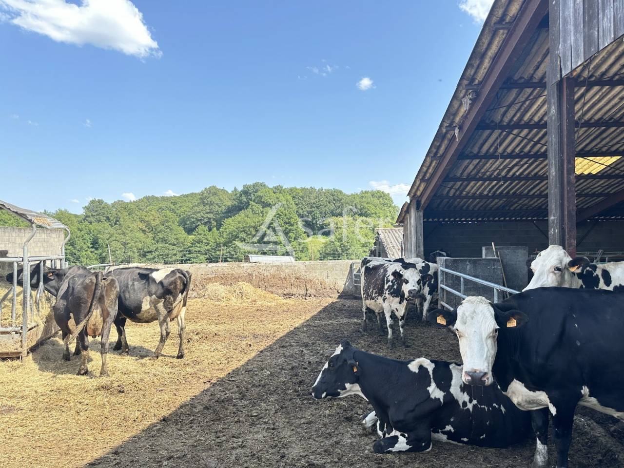 Melk exploitatie Koop Charente