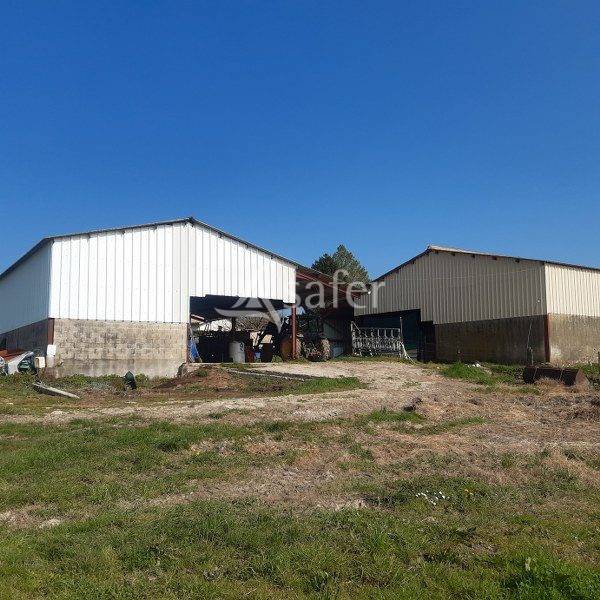 Schapen exploitatie Koop Gironde