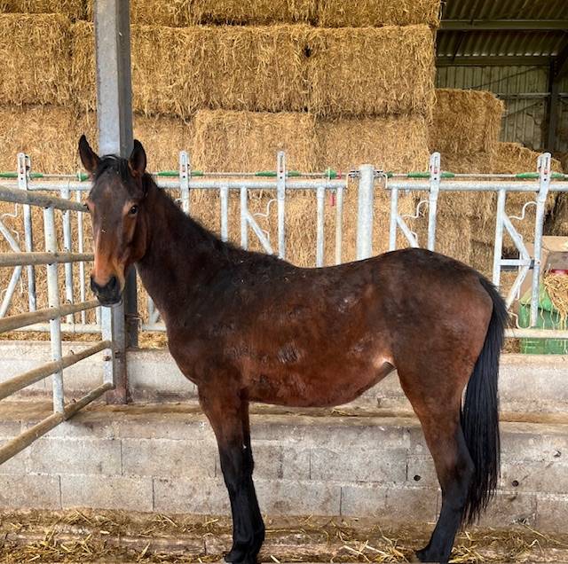 Ruin Selle Français Te koop 2023 Donker bruin / bai ,  ROY DE LA VALLEE