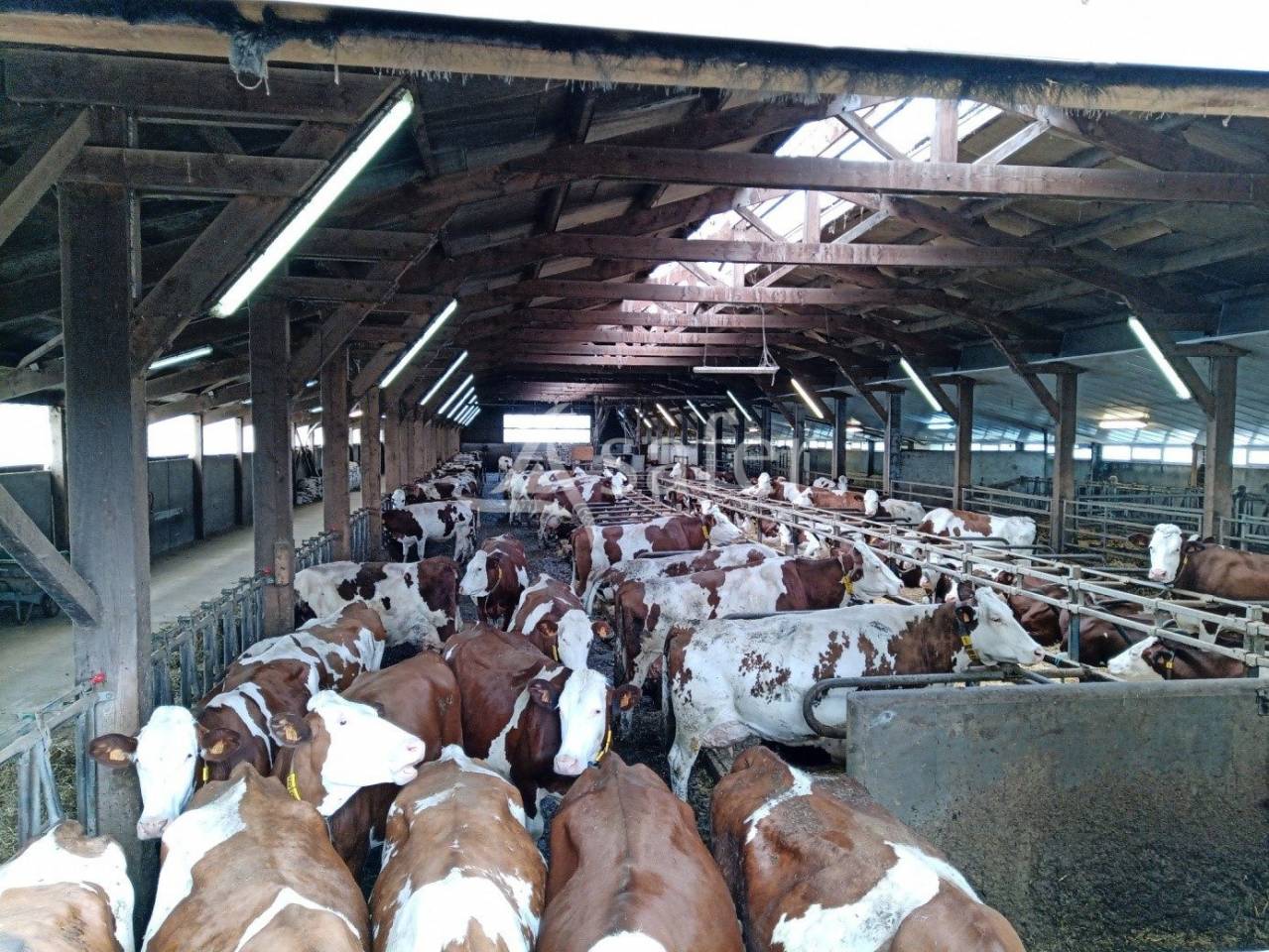 Landbouw bedrijf Koop Cantal