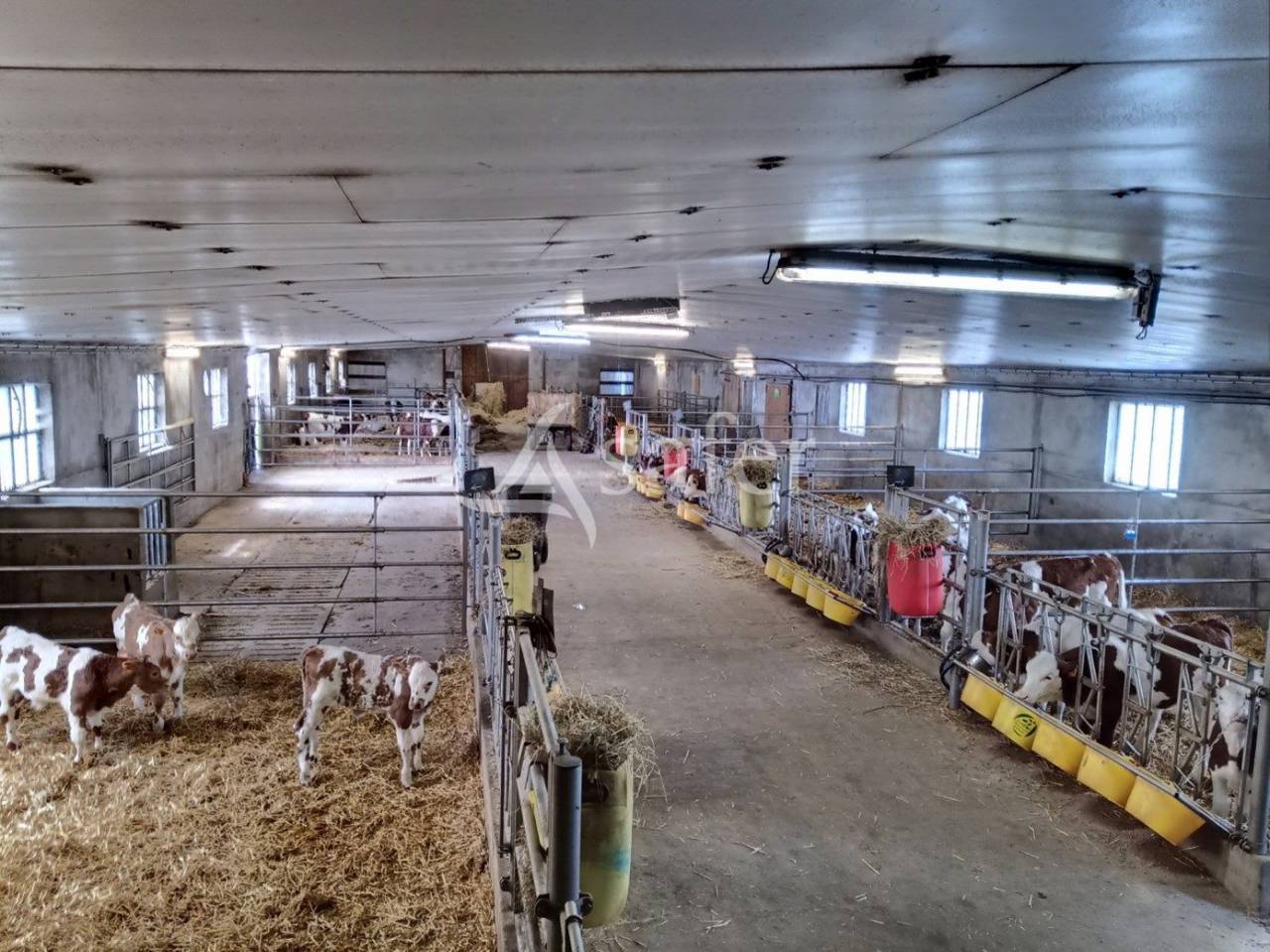 Landbouw bedrijf Koop Cantal