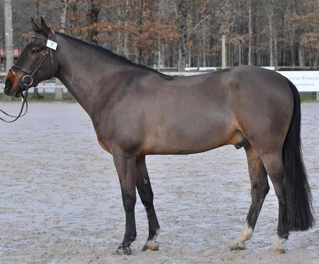 Vlashorst Arbalou - New Forest 2009 ,  Niloway Arbalou