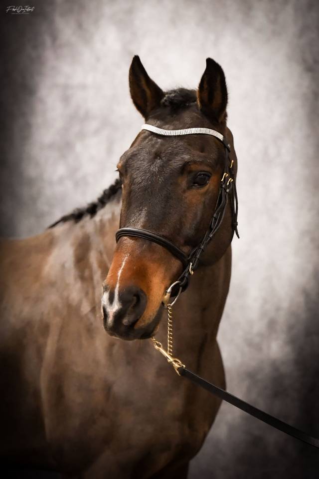 Vlashorst Arbalou - New Forest 2009 ,  Niloway Arbalou