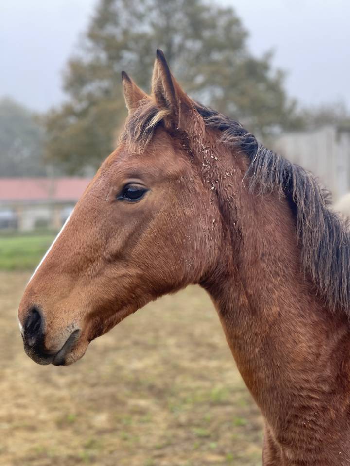 Merrie Zangersheide Te koop 2024 Donker bruin / bai ,  ALLROAD 2000 Z