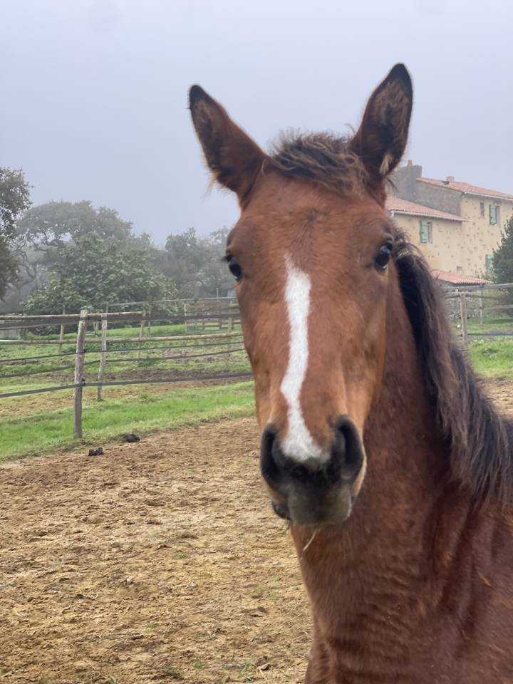 Merrie Zangersheide Te koop 2024 Donker bruin / bai ,  ALLROAD 2000 Z