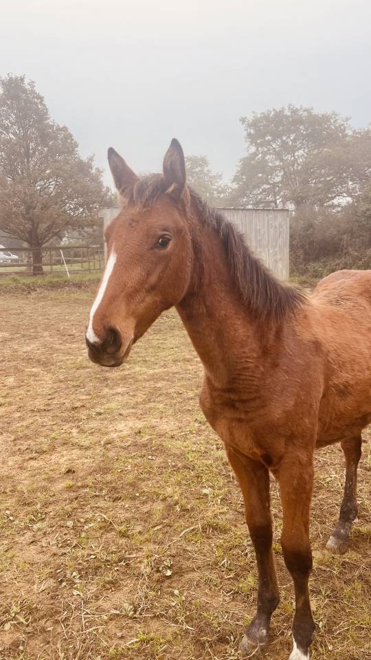 Merrie Zangersheide Te koop 2024 Donker bruin / bai ,  ALLROAD 2000 Z