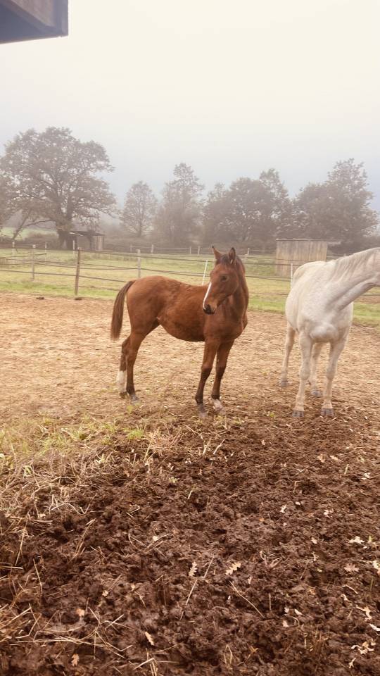 Merrie Zangersheide Te koop 2024 Donker bruin / bai ,  ALLROAD 2000 Z