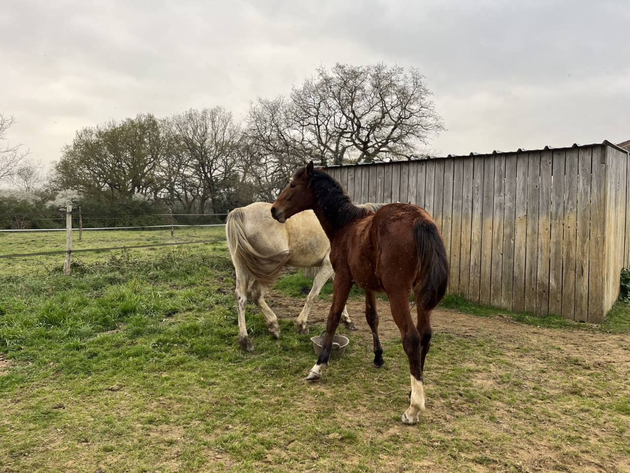Merrie Zangersheide Te koop 2024 Donker bruin / bai ,  ALLROAD 2000 Z