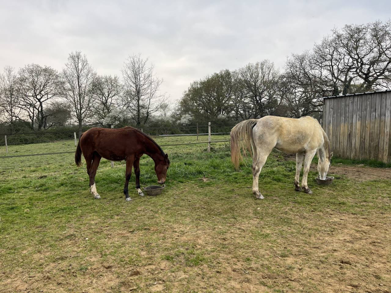 Merrie Zangersheide Te koop 2024 Donker bruin / bai ,  ALLROAD 2000 Z