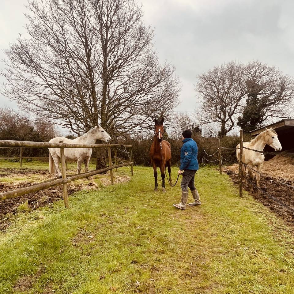 Merrie Zangersheide Te koop 2024 Donker bruin / bai ,  ALLROAD 2000 Z