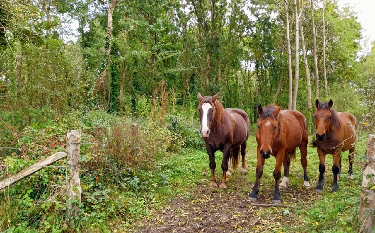 Mooi hippisch vastgoed Koop Manche
