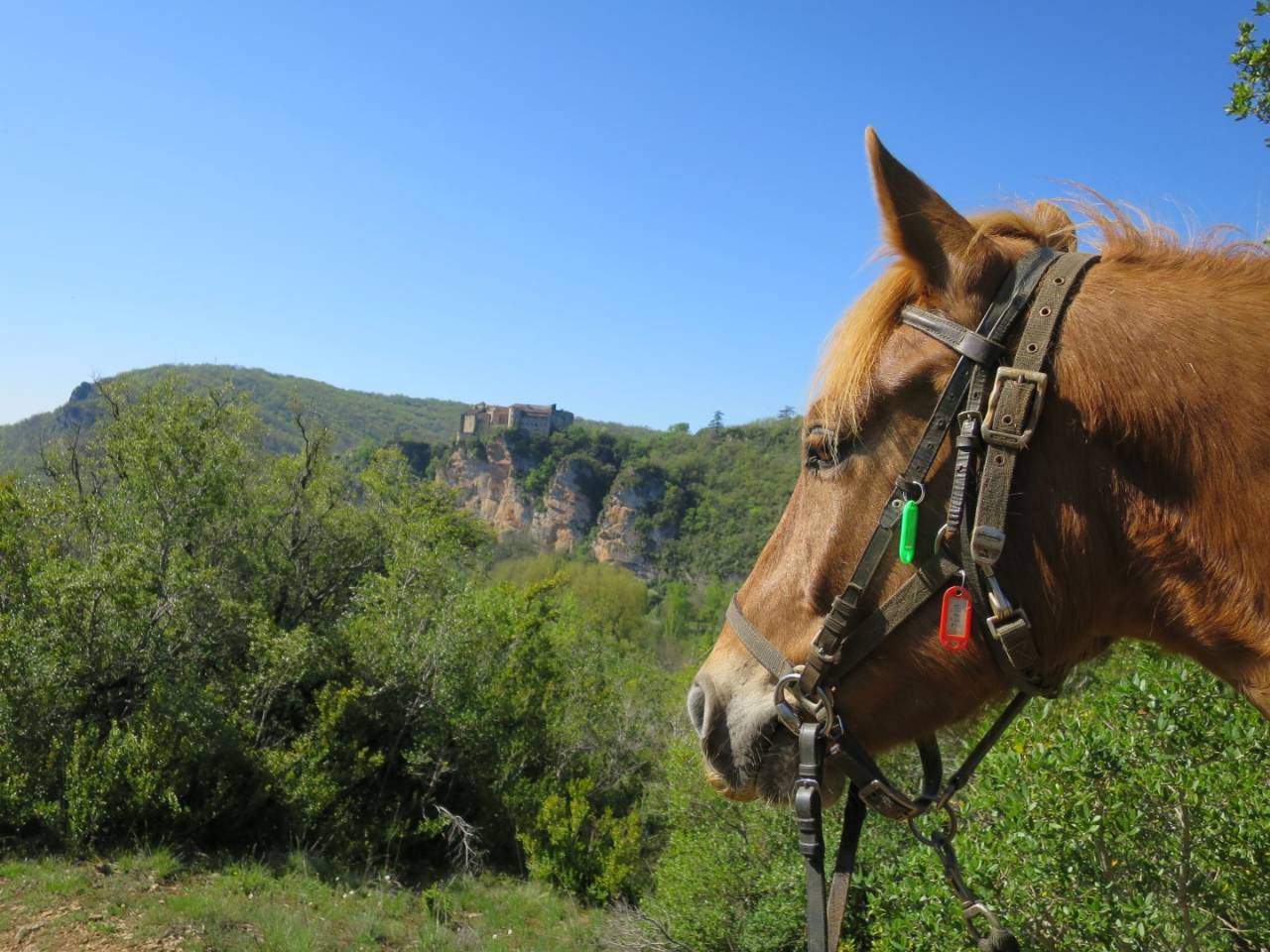 Hippisch vastgoed Koop Tarn-et-Garonne