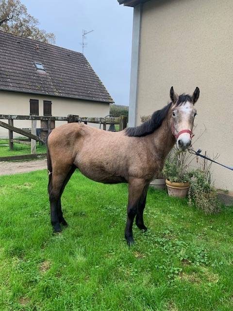 Veulen (ml) Connemara Te koop 2023 Isabel ,  GALION DE MINUITE