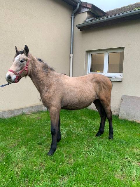 Veulen (ml) Connemara Te koop 2023 Isabel ,  GALION DE MINUITE