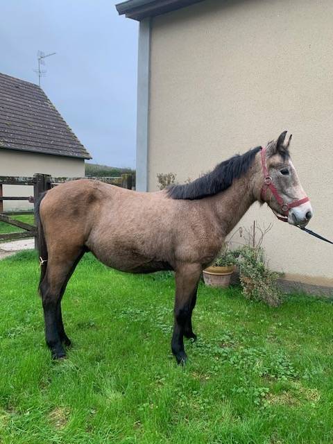 Veulen (ml) Connemara Te koop 2023 Isabel ,  GALION DE MINUITE