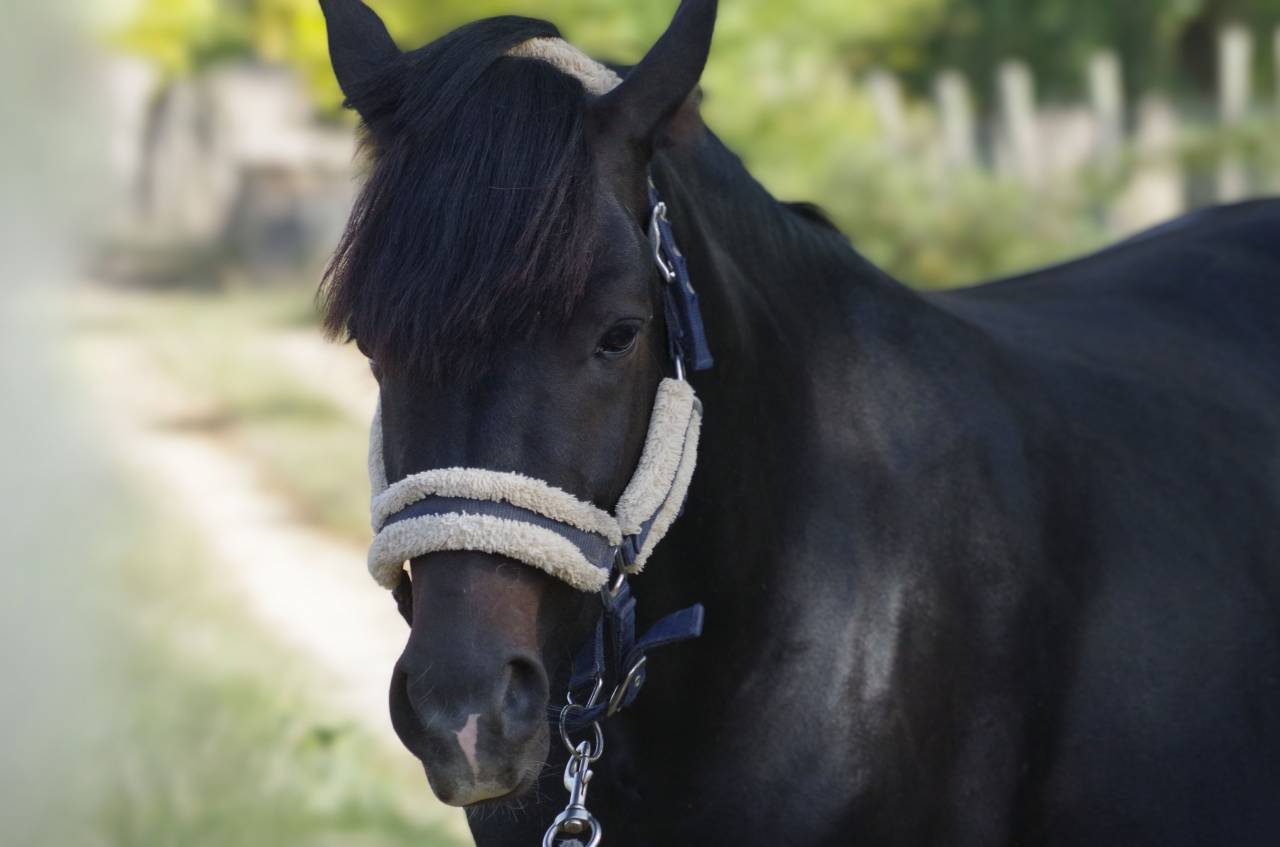 VOGNMANDGARDENS REMBRANDT - New Forest 2020 ,  OPBROEKS WICKLOW