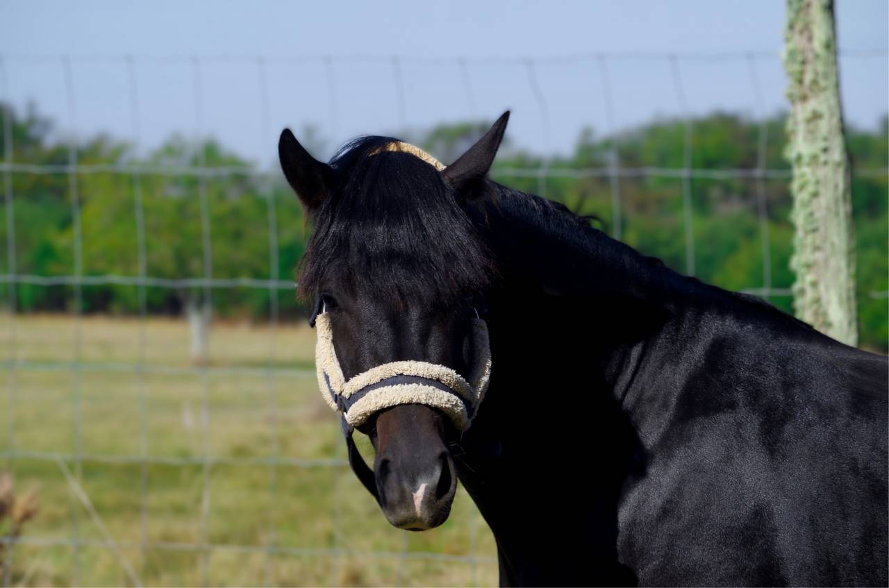 VOGNMANDGARDENS REMBRANDT - New Forest 2020 ,  OPBROEKS WICKLOW