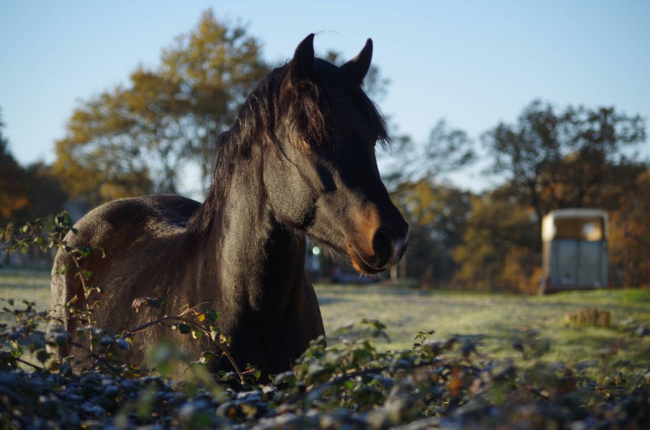 VOGNMANDGARDENS REMBRANDT - New Forest 2020 ,  OPBROEKS WICKLOW