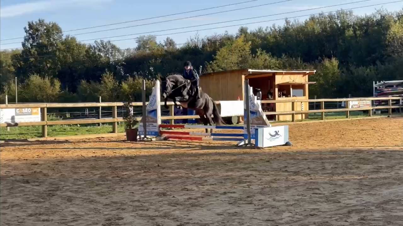 VOGNMANDGARDENS REMBRANDT - New Forest 2020 ,  OPBROEKS WICKLOW