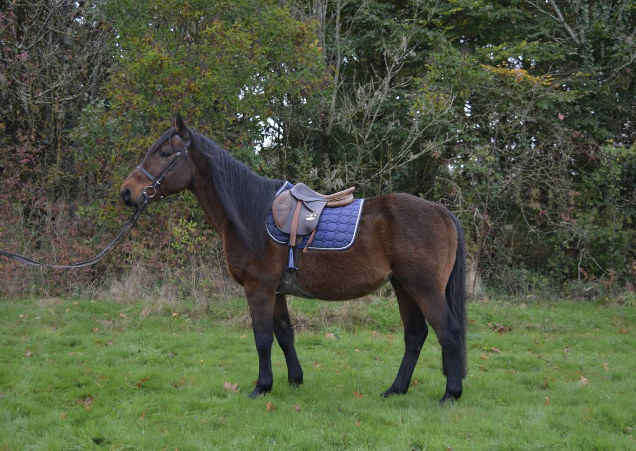 Ruin Ras onbekend Te koop 2014 Donker bruin / bai