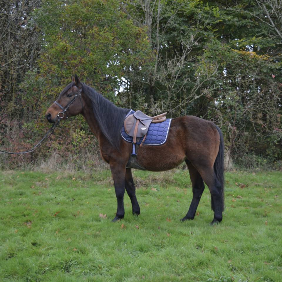 Ruin Ras onbekend Te koop 2014 Donker bruin / bai