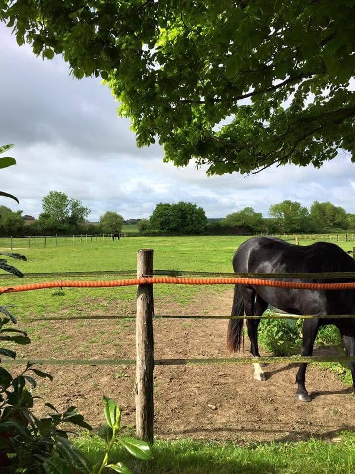 Hippisch vastgoed Koop Calvados