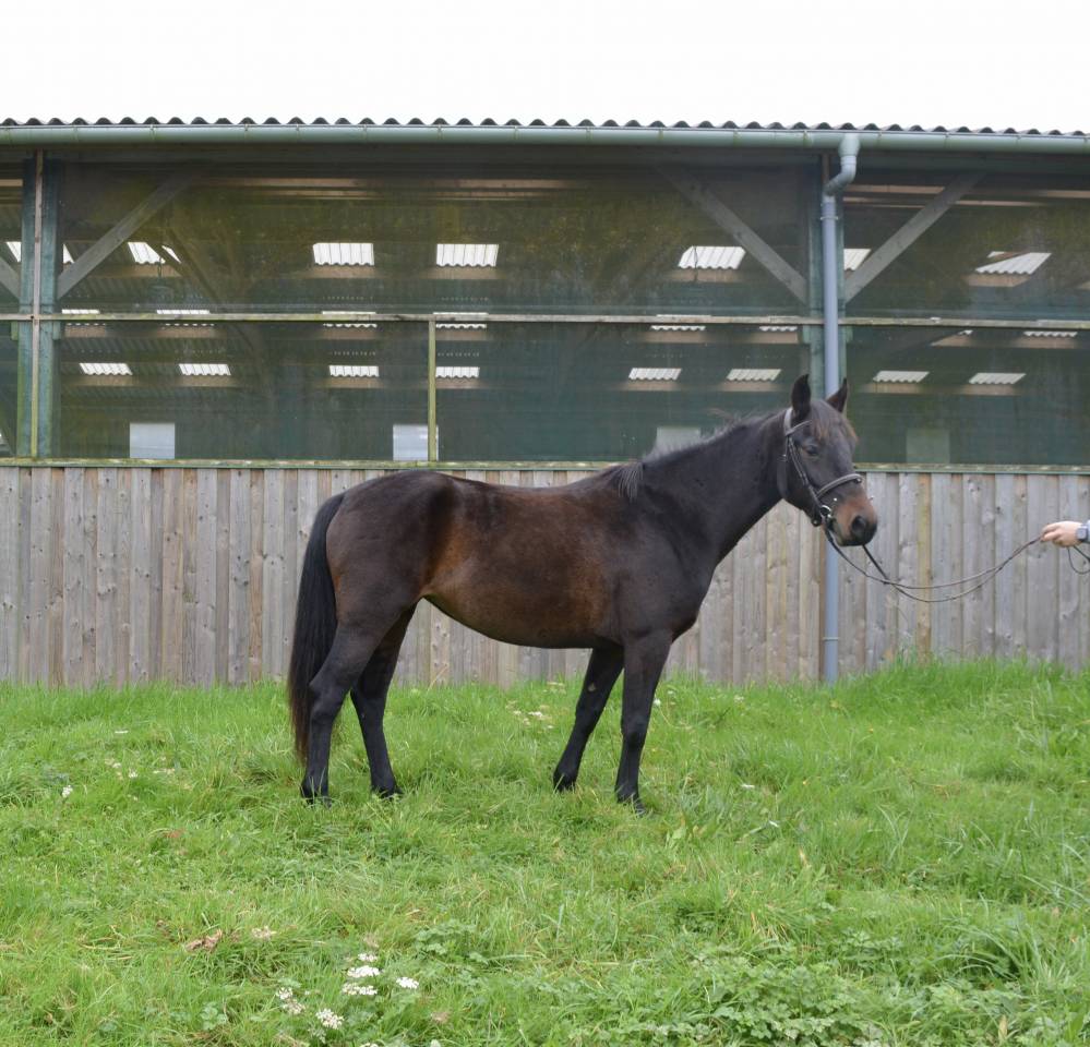 Merrie Connemara Te koop 2020 Donker bruin / bai ,  west mirah