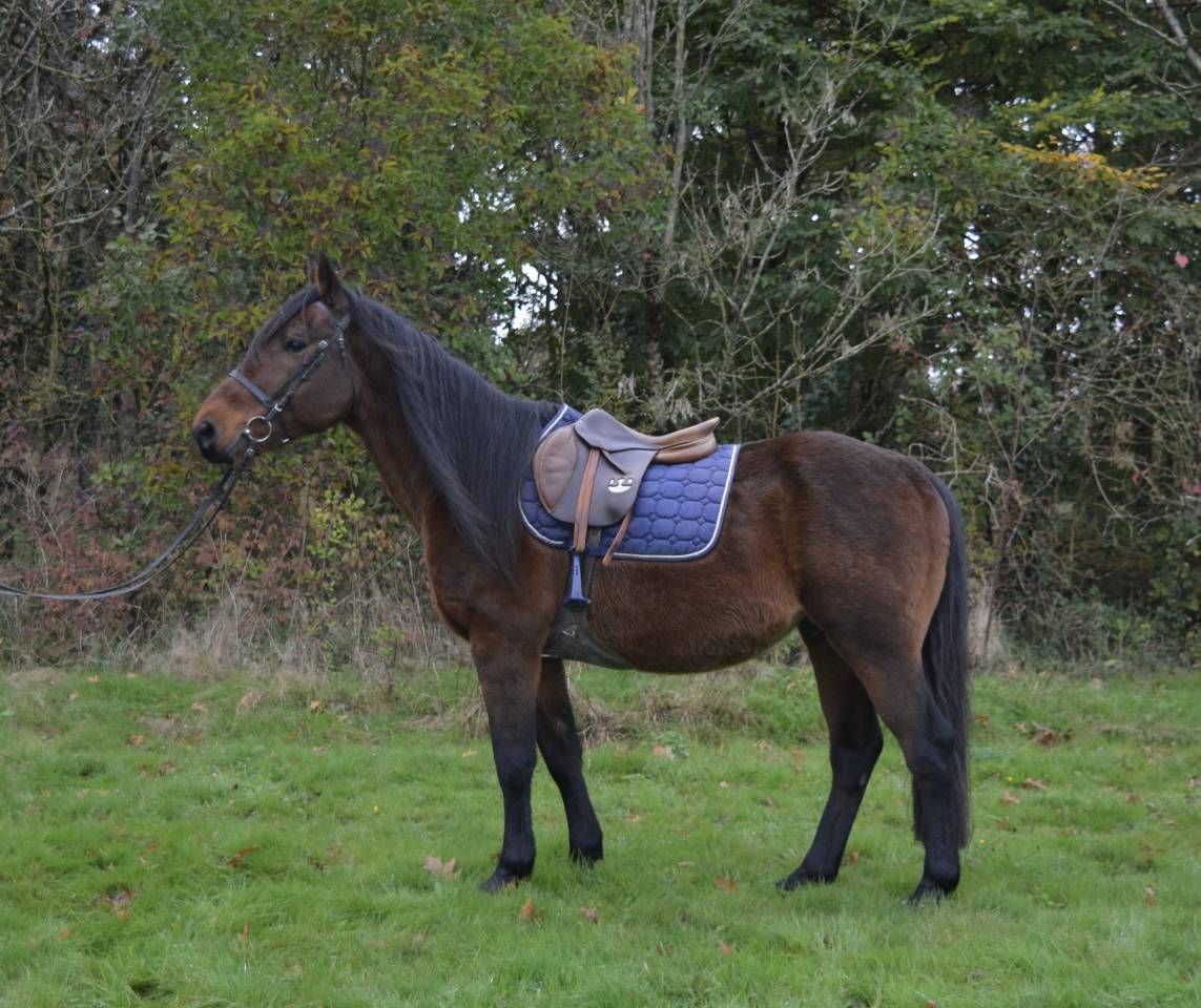 Ruin Ras onbekend Te koop 2014 Donker bruin / bai