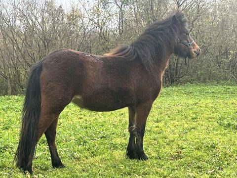Merrie Dartmoor Te koop 2022 Donker bruin / bai