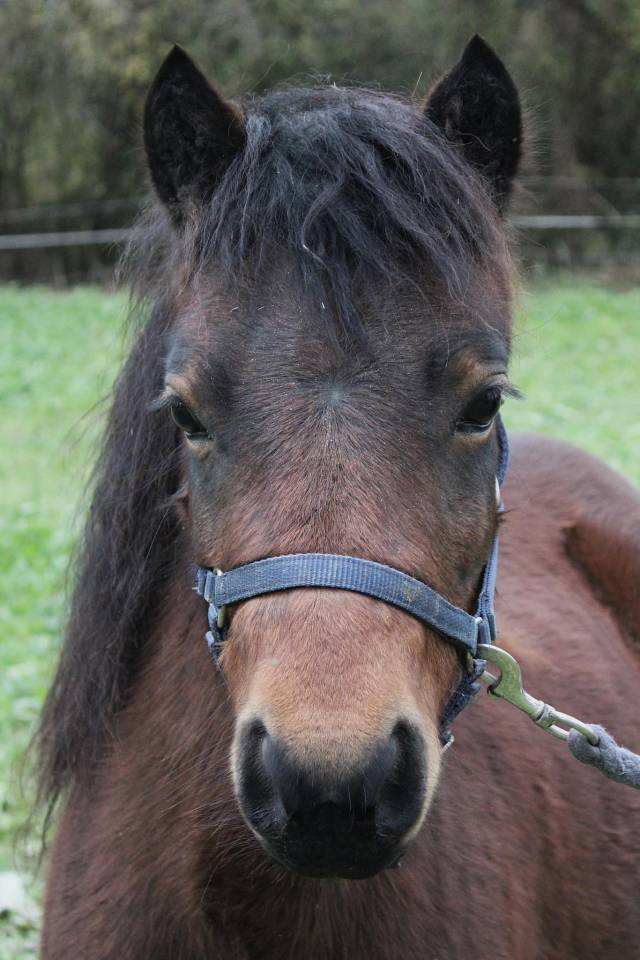 Merrie Dartmoor Te koop 2022 Donker bruin / bai