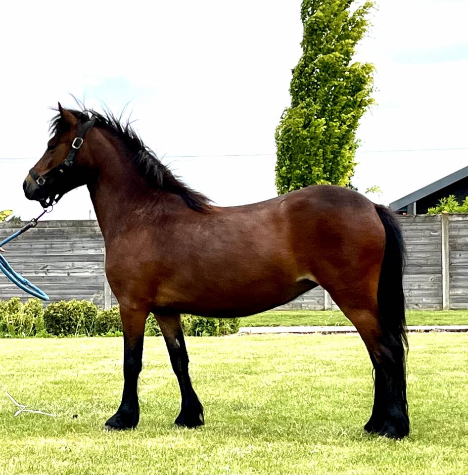 Merrie Dartmoor Te koop 2022 Donker bruin / bai