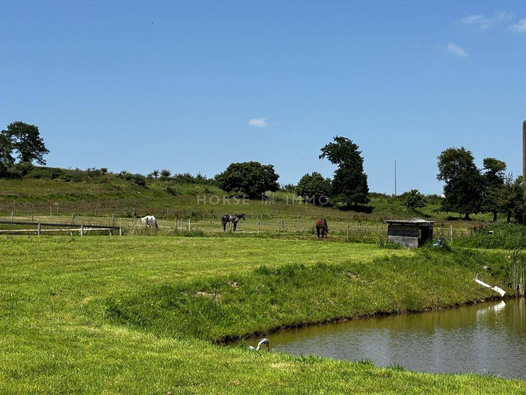 Stoeterij Koop Ile-et-Vilaine