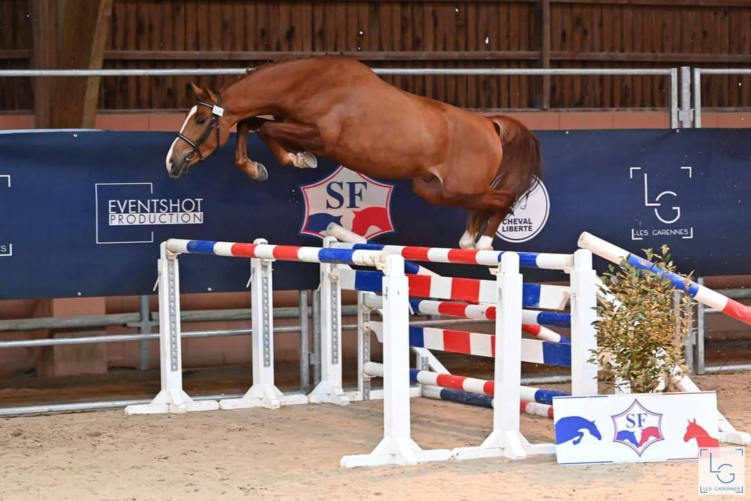 KELAMOUR DE L'OZANCE - Selle Français 2020 ,  L'AMOUR DU BOIS ISO 171