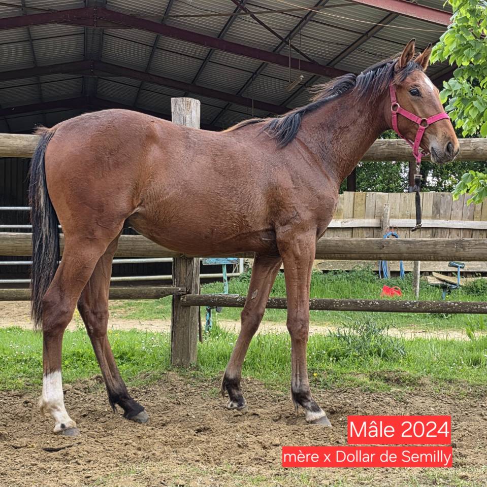 KELAMOUR DE L'OZANCE - Selle Français 2020 ,  L'AMOUR DU BOIS ISO 171