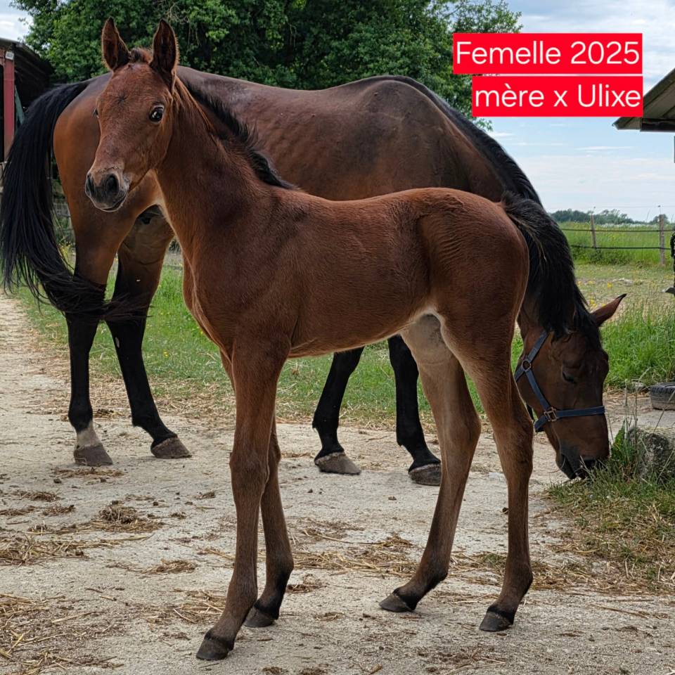 KELAMOUR DE L'OZANCE - Selle Français 2020 ,  L'AMOUR DU BOIS ISO 171