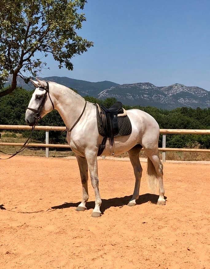 Ruin Lusitano Te koop 2017 Schimmel ,  ARAGAO (PRT)