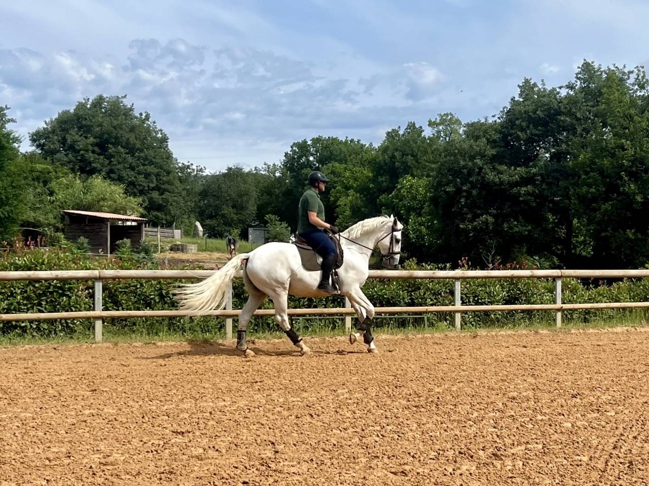 Ruin Lusitano Te koop 2017 Schimmel ,  ARAGAO (PRT)