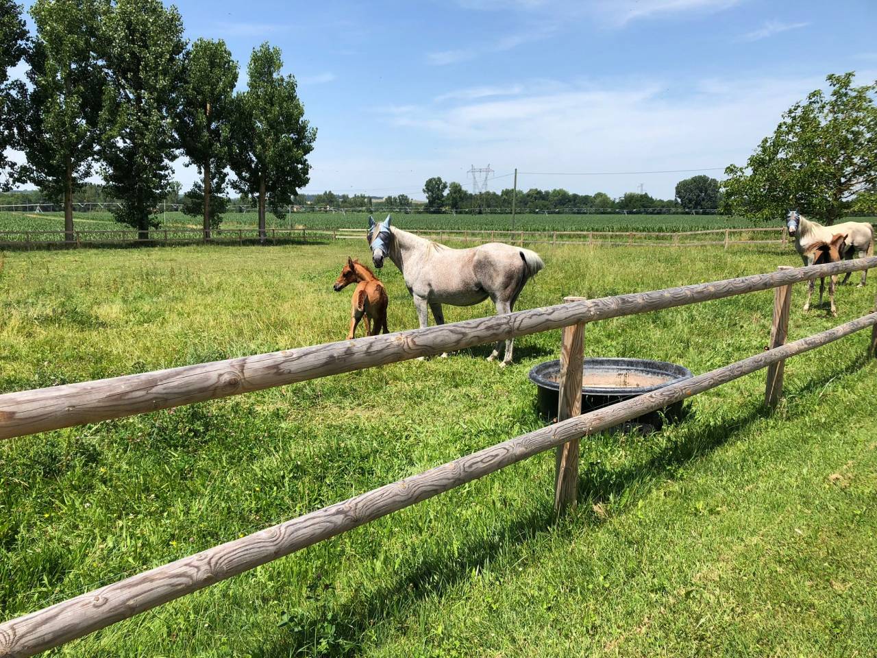 Hippisch vastgoed Koop Tarn-et-Garonne