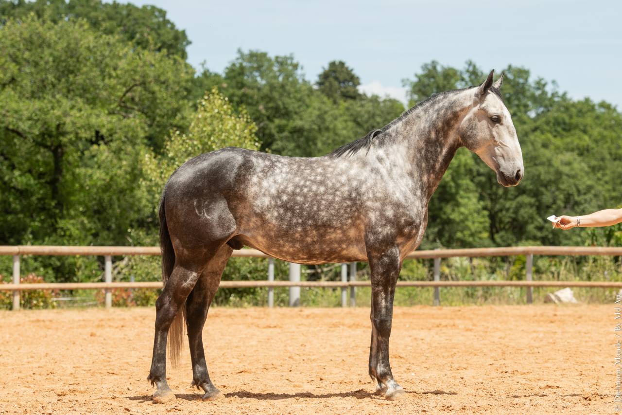 Ruin Lusitano Te koop 2018 Schimmel ,  Soberano du Fesquet
