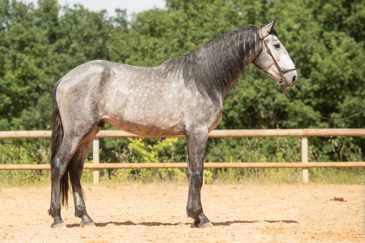 Hengst Lusitano Te koop 2021 Schimmel ,  Aslan du Fesquet