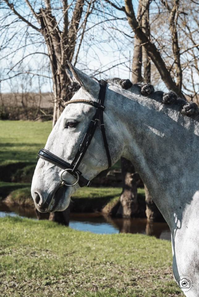 Ruin Lusitano Te koop 2021 Schimmel ,  Aslan du Fesquet