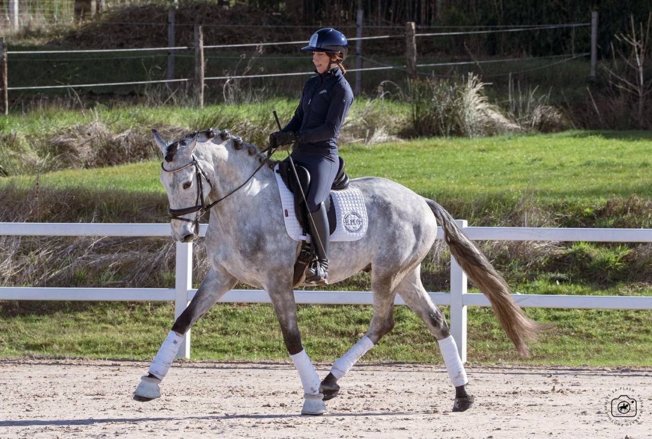 Ruin Lusitano Te koop 2021 Schimmel ,  Aslan du Fesquet