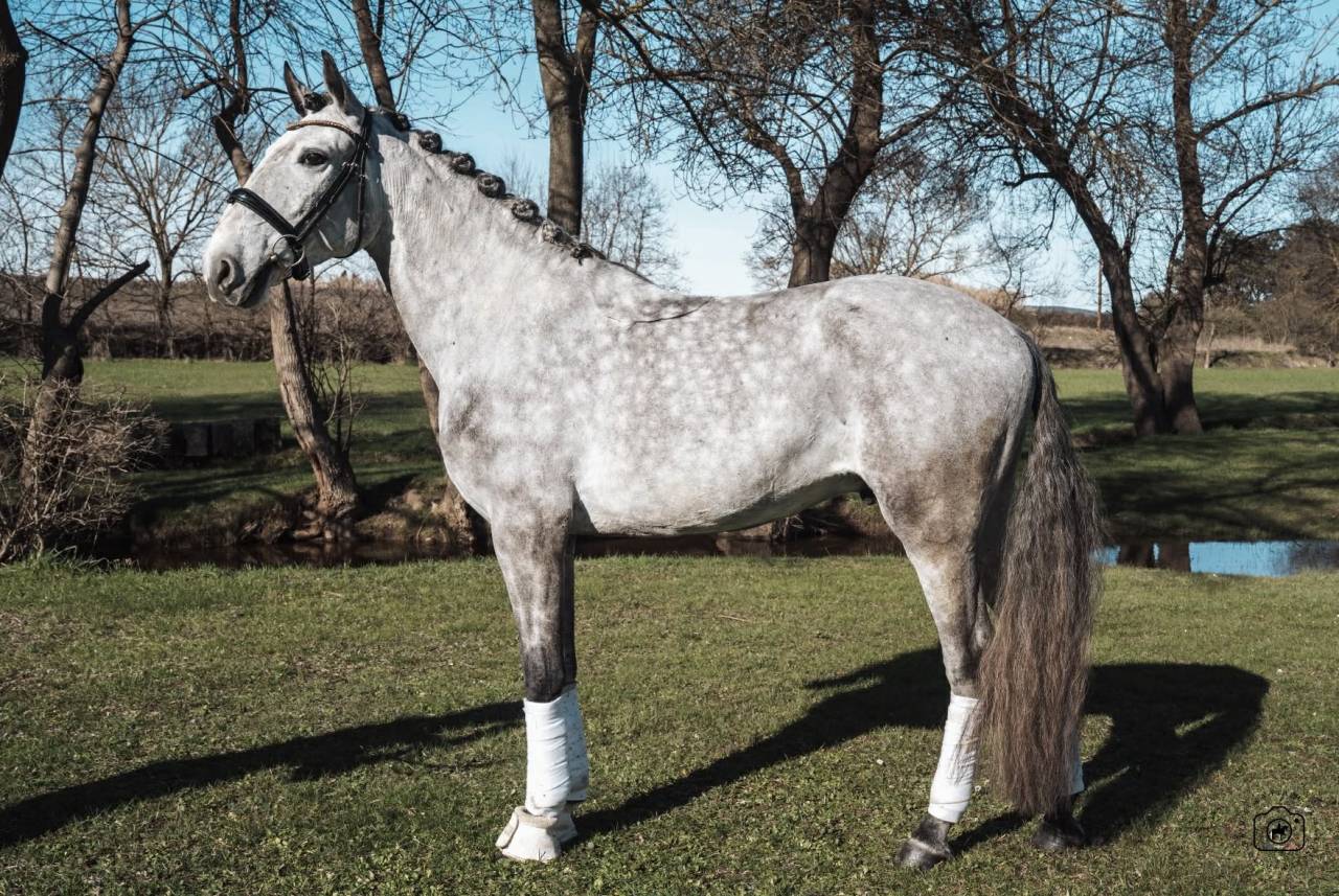 Ruin Lusitano Te koop 2021 Schimmel ,  Aslan du Fesquet