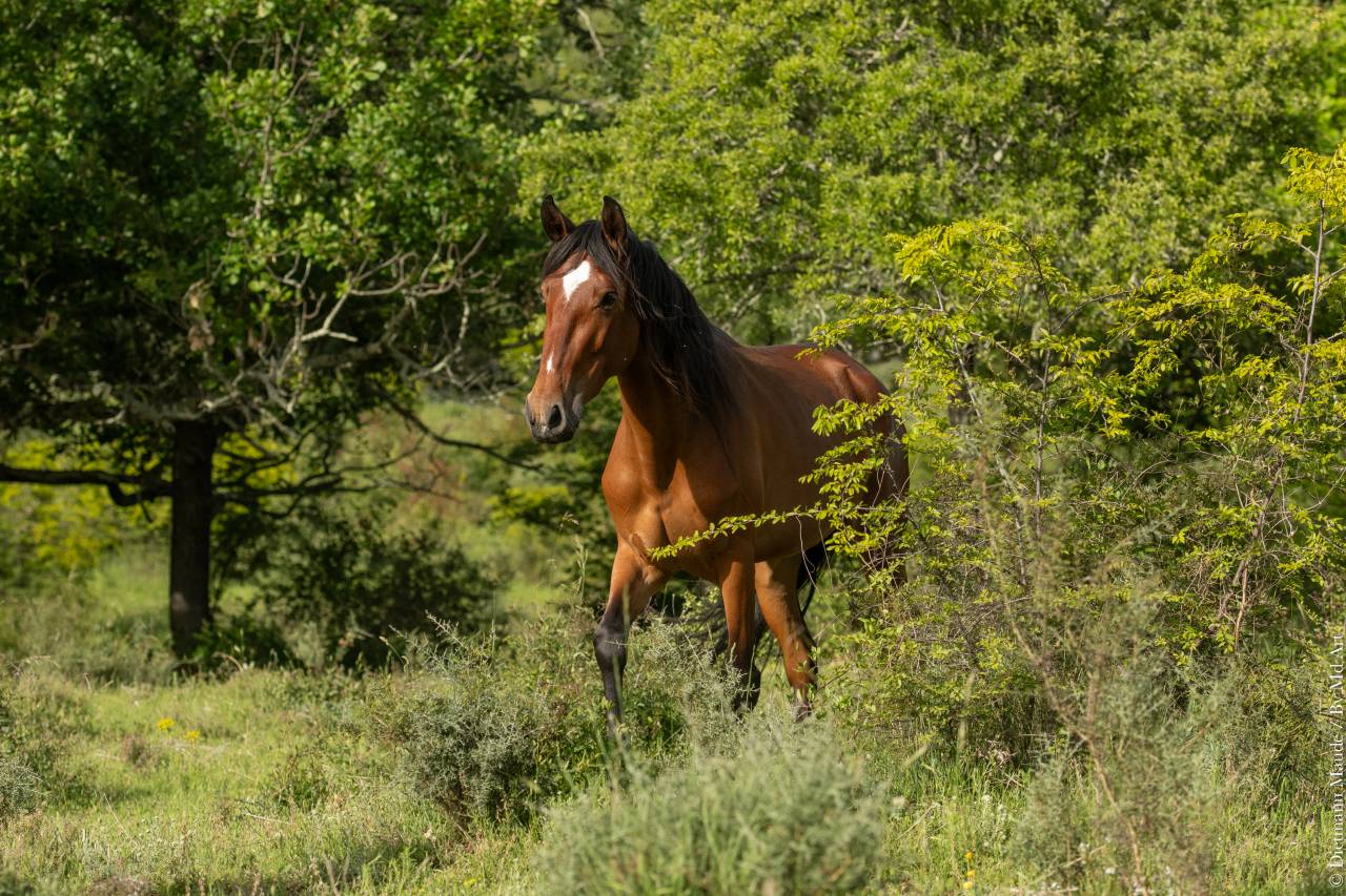 Merrie Lusitano Te koop 2021 Donker bruin / bai ,  DIOR DU FESQUET