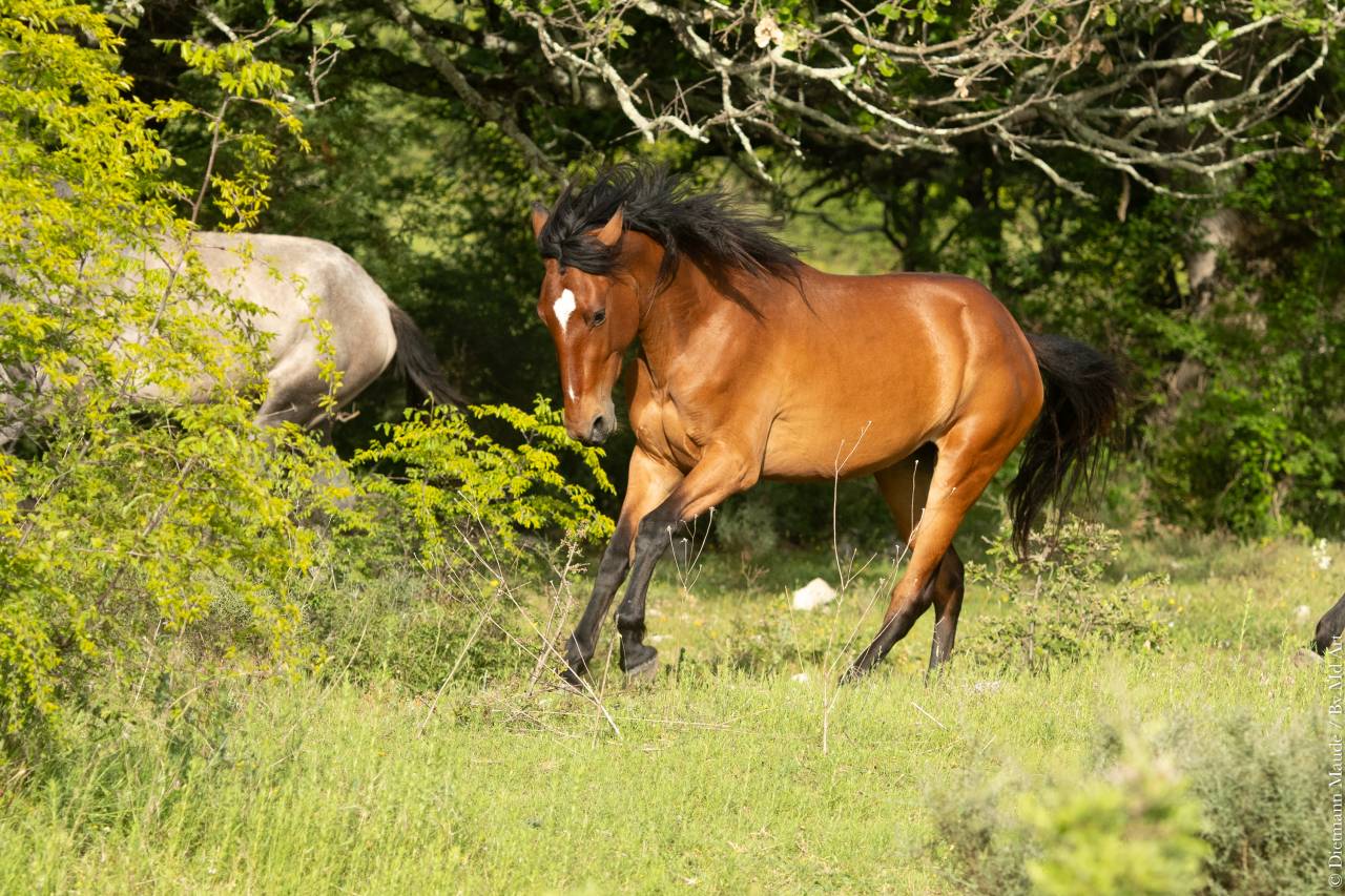 Merrie Lusitano Te koop 2021 Donker bruin / bai ,  DIOR DU FESQUET