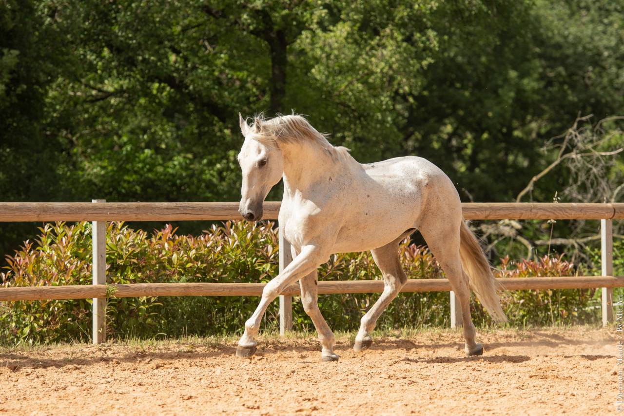 Soberano du Fesquet - Lusitano 2006 ,  HOSTIL JGB