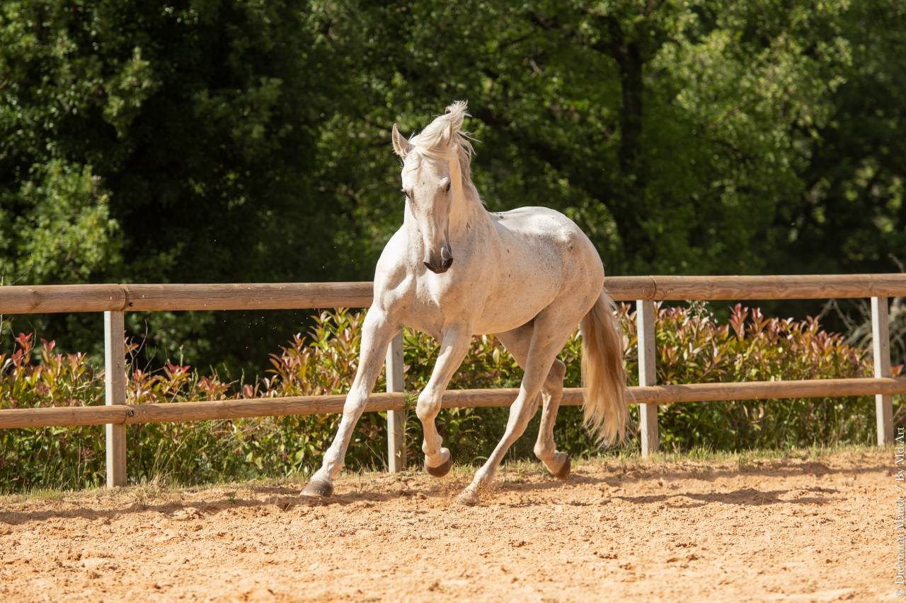 Soberano du Fesquet - Lusitano 2006 ,  HOSTIL JGB