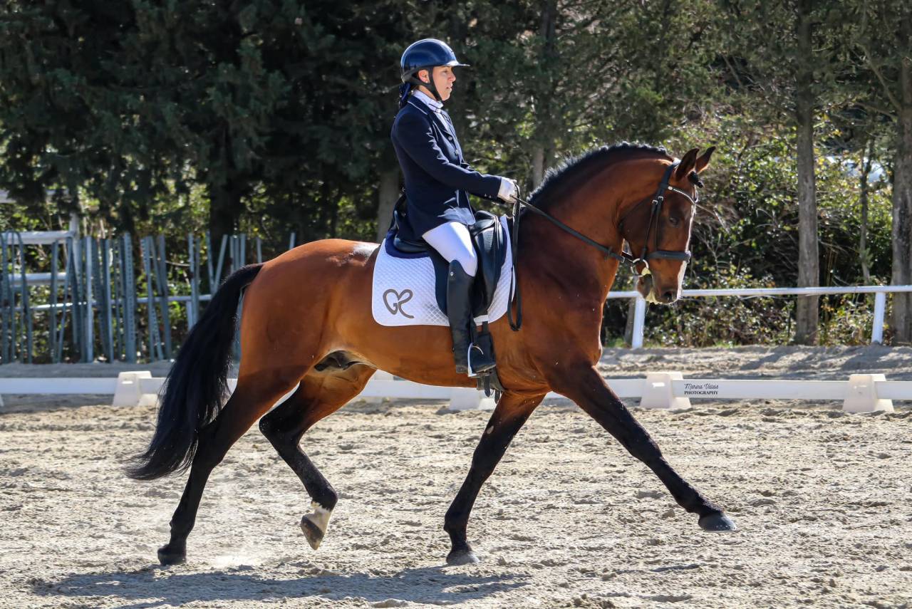 Dior du Fesquet - Lusitano 2013 ,  Rubi Ar