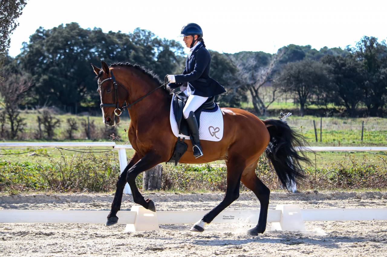 Dior du Fesquet - Lusitano 2013 ,  Rubi Ar